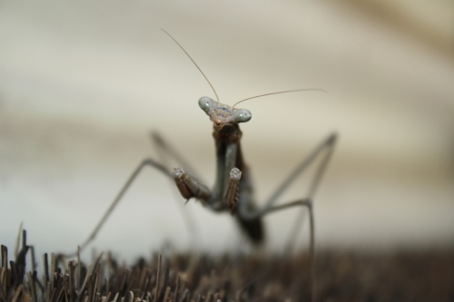 Praying Mantis