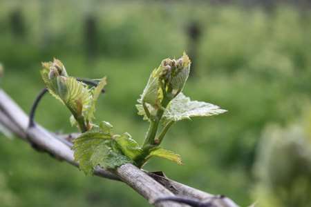 organic vine buds