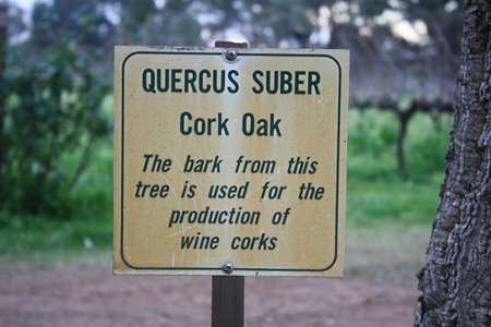 cork tree